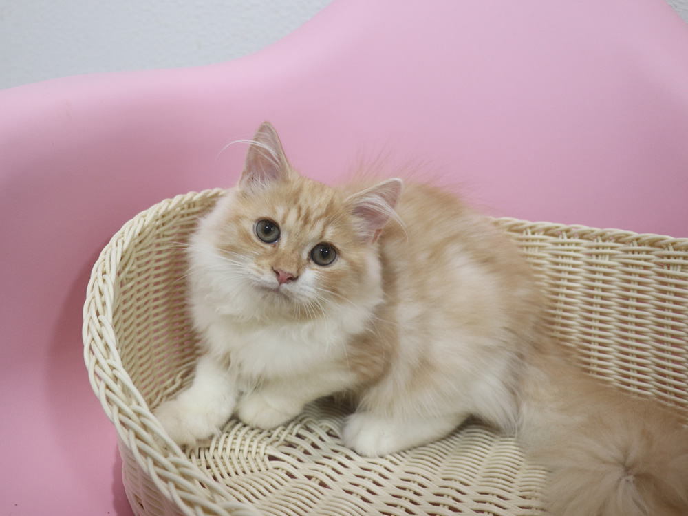 スコティッシュフォールドの子猫画像