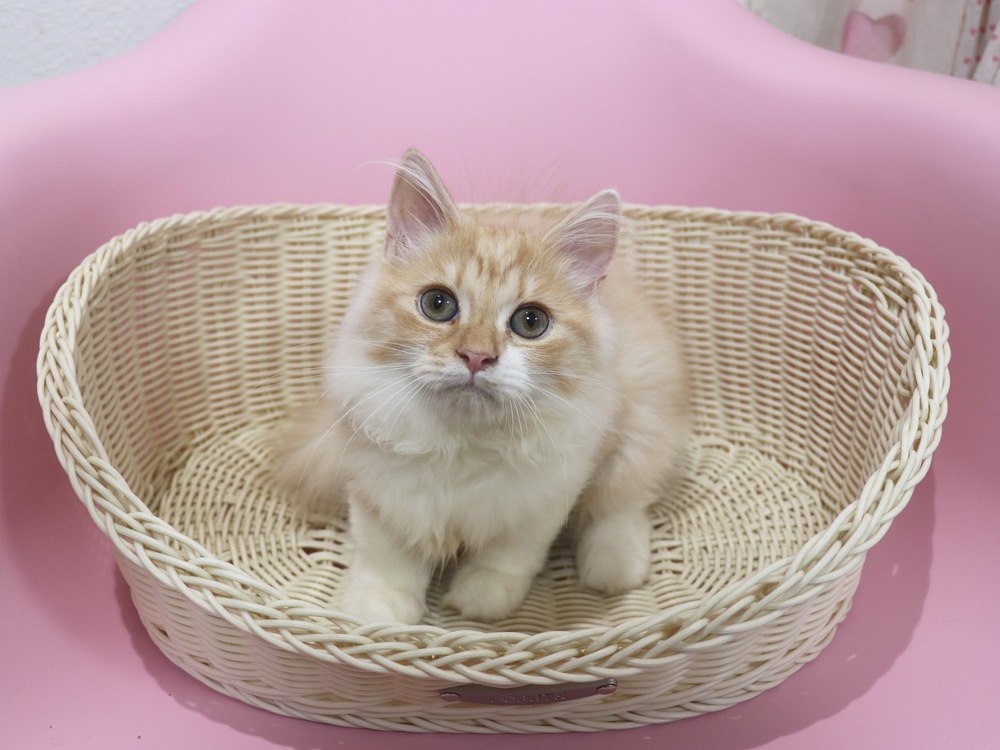 スコティッシュフォールドの子猫画像