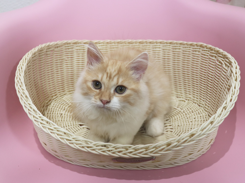 スコティッシュフォールドの子猫画像