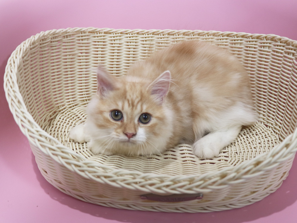 スコティッシュフォールドの子猫画像