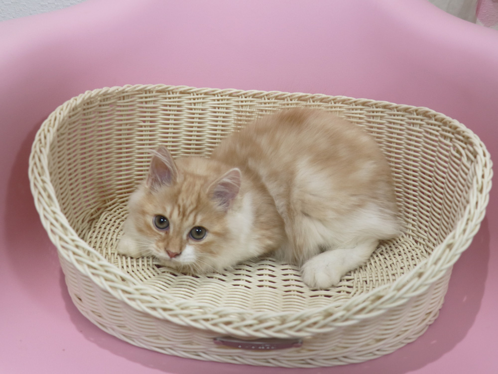 スコティッシュフォールドの子猫画像