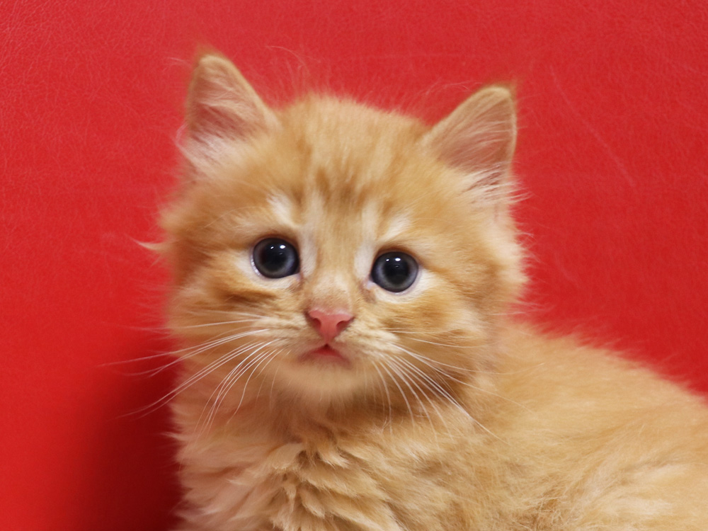 スコティッシュフォールドの子猫画像