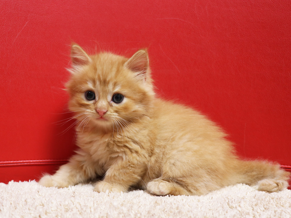 スコティッシュフォールドの子猫画像