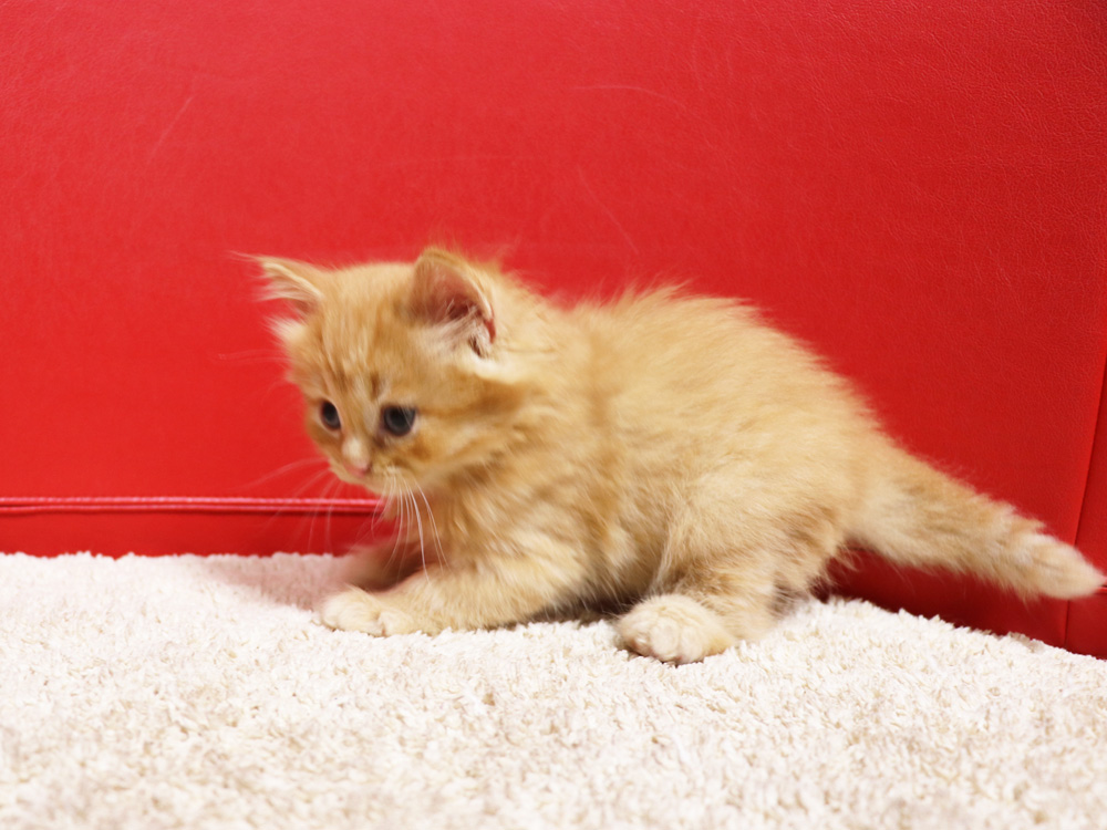 スコティッシュフォールドの子猫画像