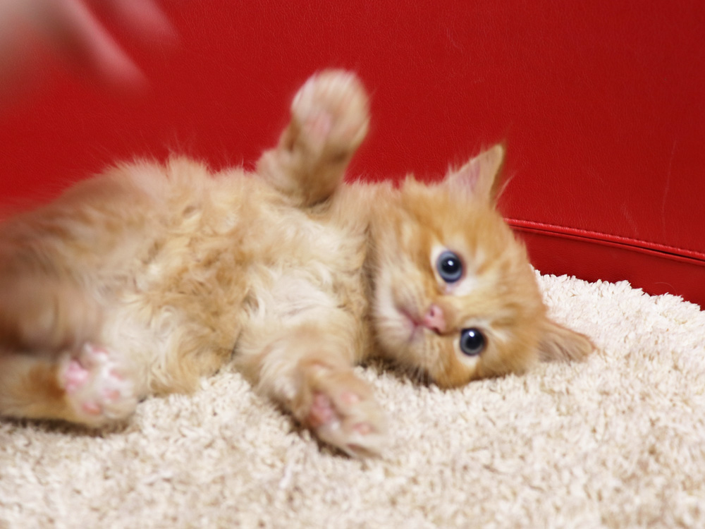 スコティッシュフォールドの子猫画像