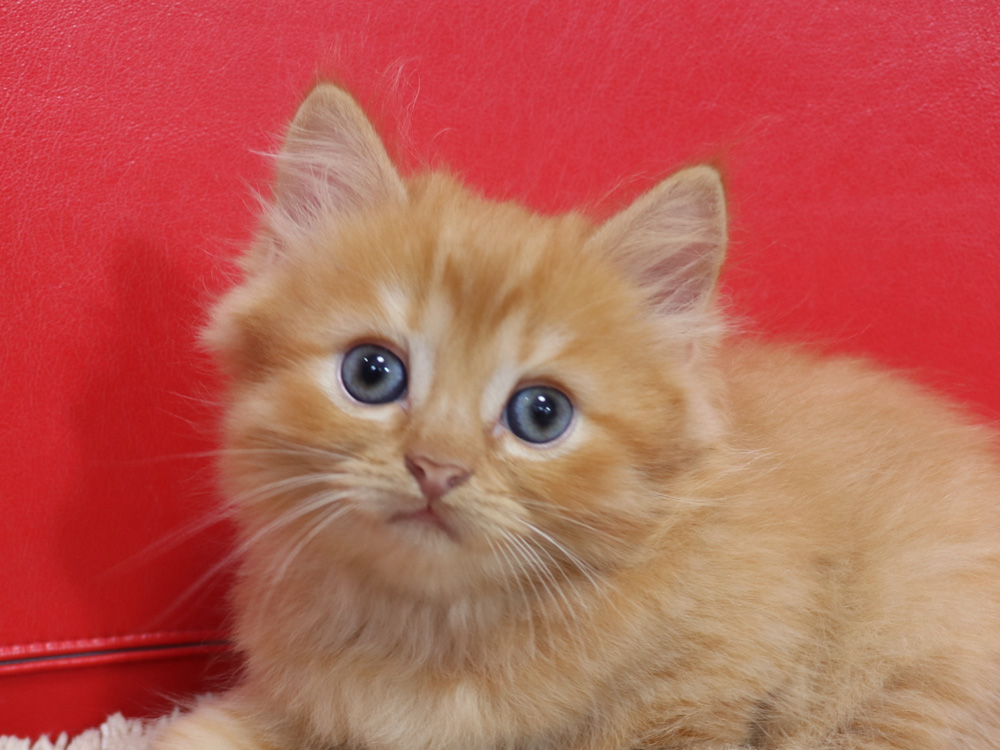 スコティッシュフォールドの子猫画像
