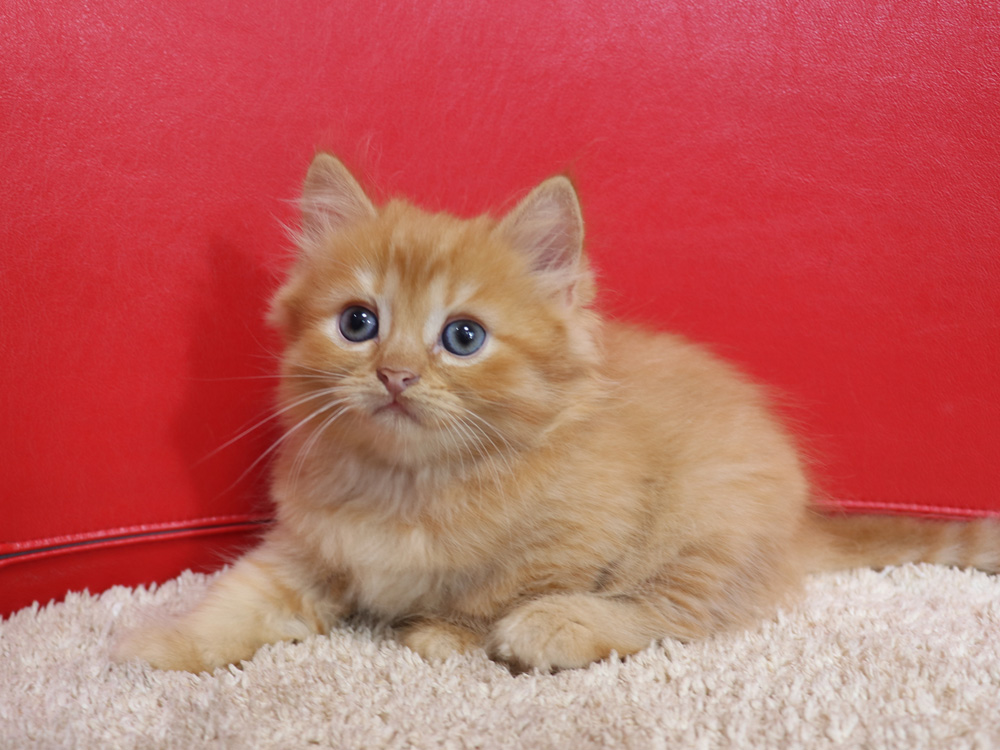 スコティッシュフォールドの子猫画像
