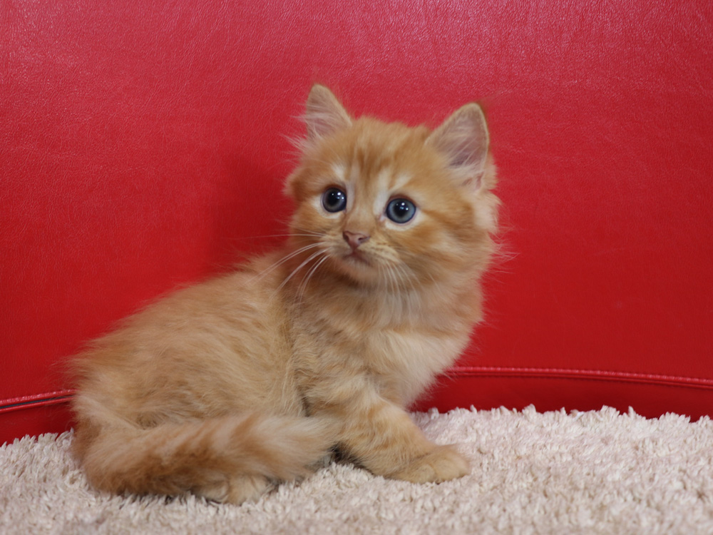 スコティッシュフォールドの子猫画像