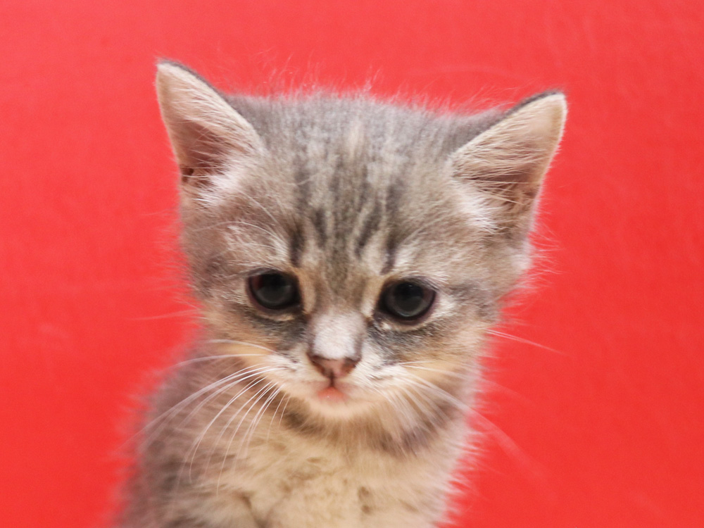 スコティッシュフォールドの子猫画像
