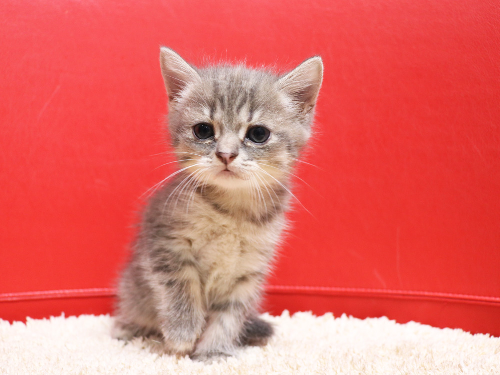 スコティッシュフォールドの子猫画像