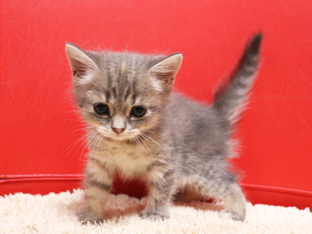 スコティッシュフォールドの子猫画像