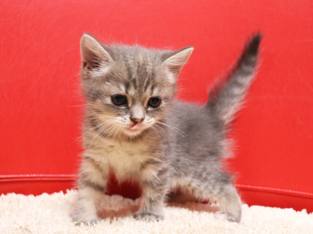 スコティッシュフォールドの子猫画像