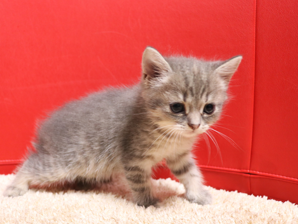 スコティッシュフォールドの子猫画像