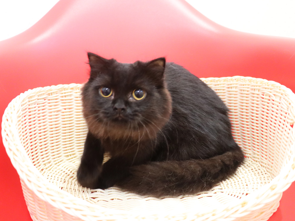 スコティッシュフォールドの子猫画像
