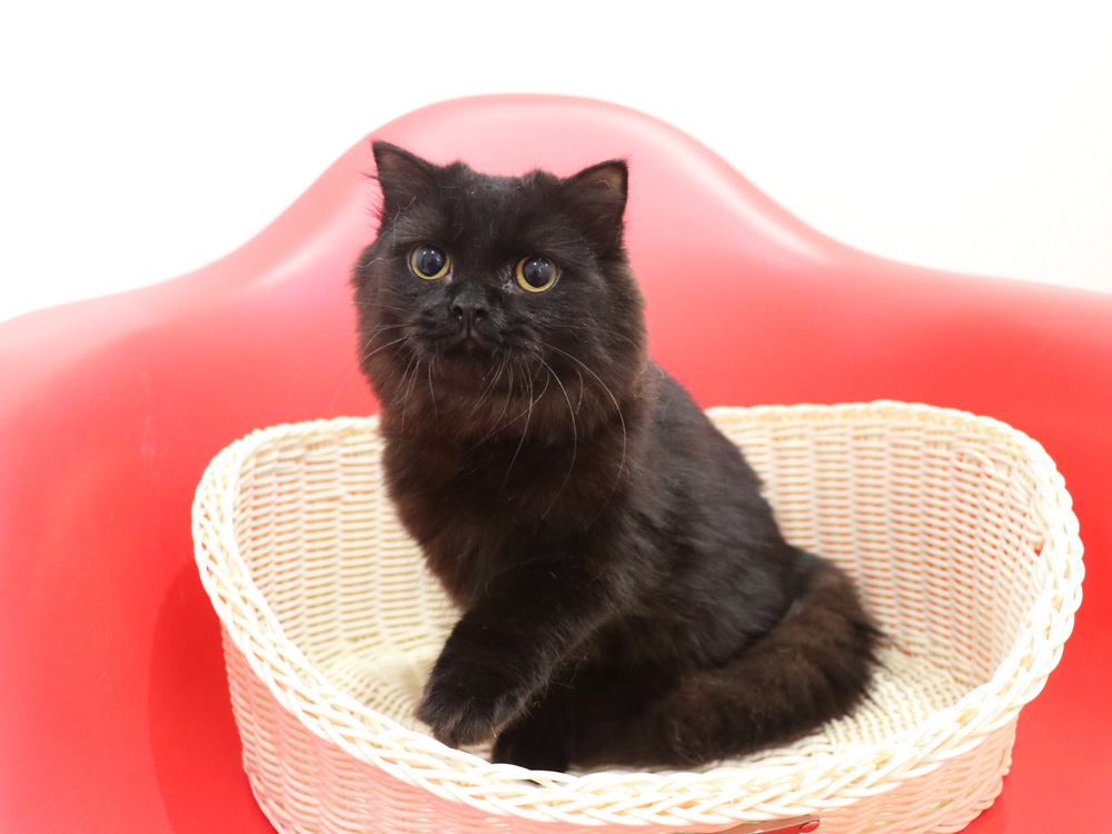 スコティッシュフォールドの子猫画像