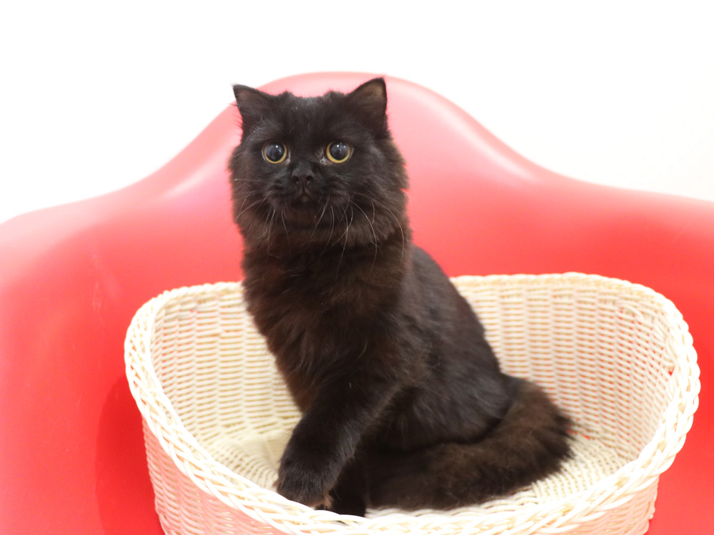 スコティッシュフォールドの子猫画像