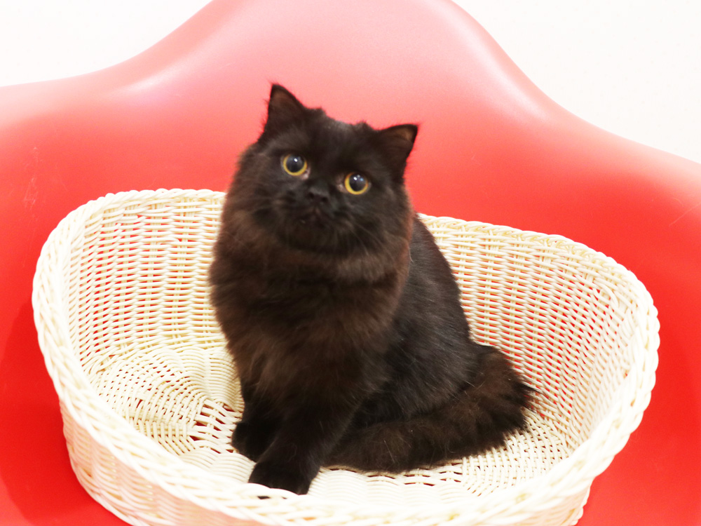 スコティッシュフォールドの子猫画像