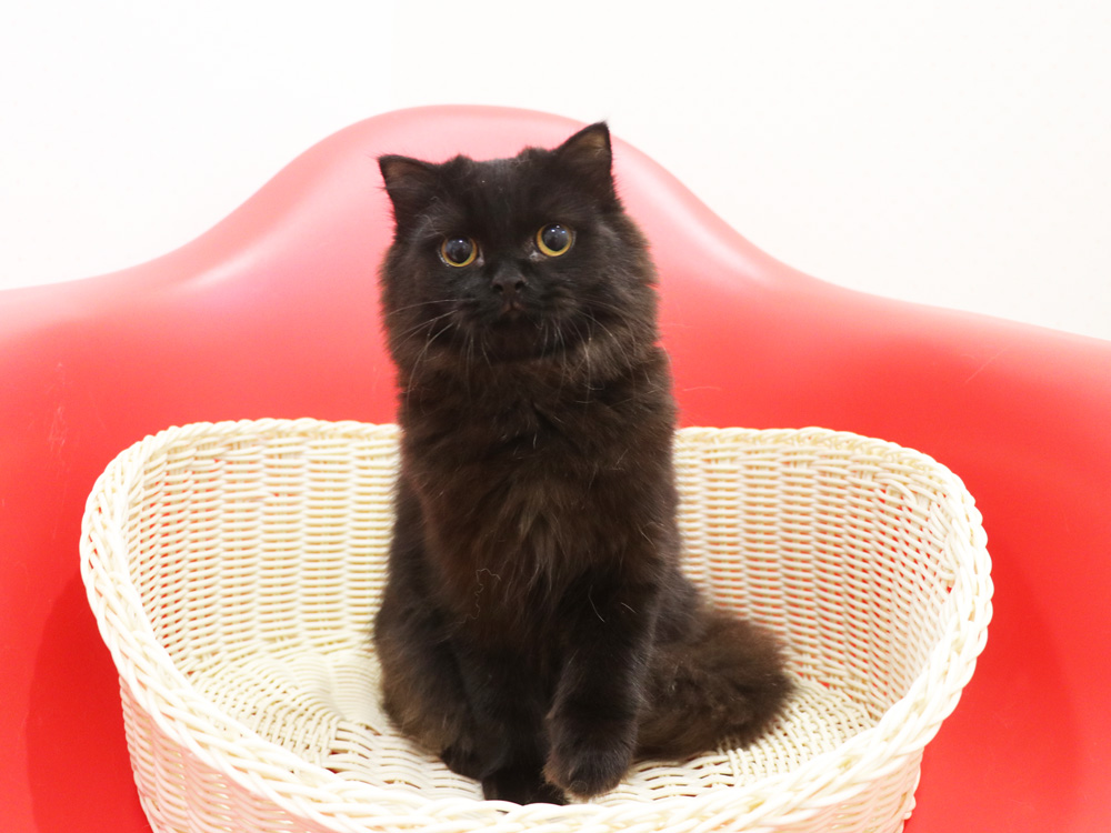 スコティッシュフォールドの子猫画像