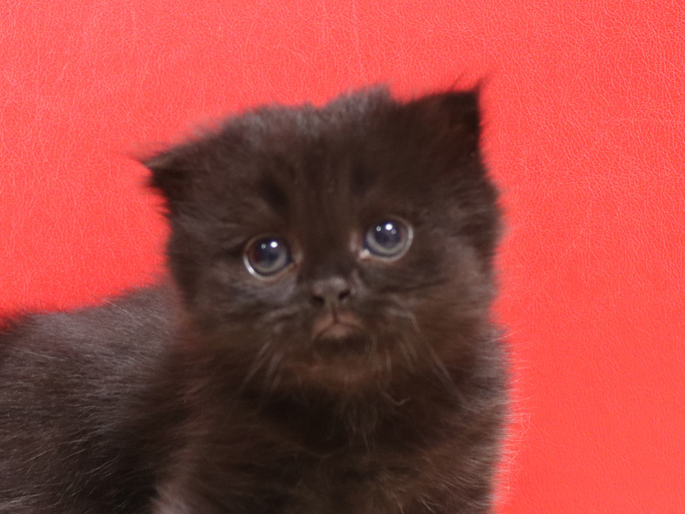 スコティッシュフォールドの子猫画像