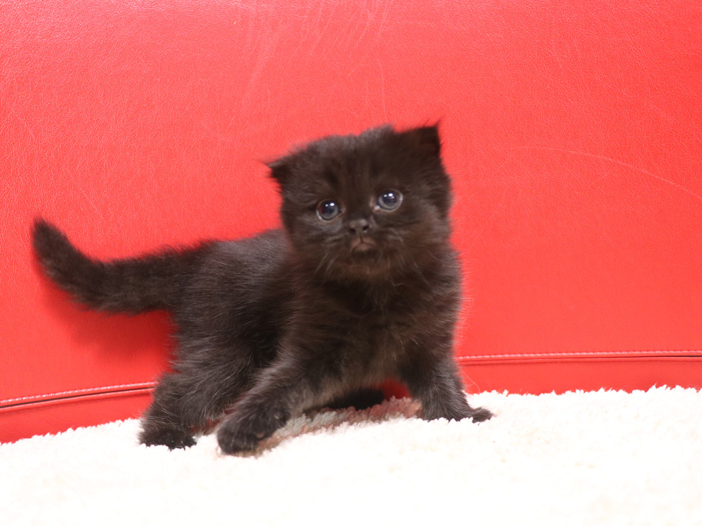 スコティッシュフォールドの子猫画像