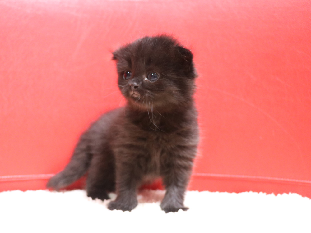 スコティッシュフォールドの子猫画像