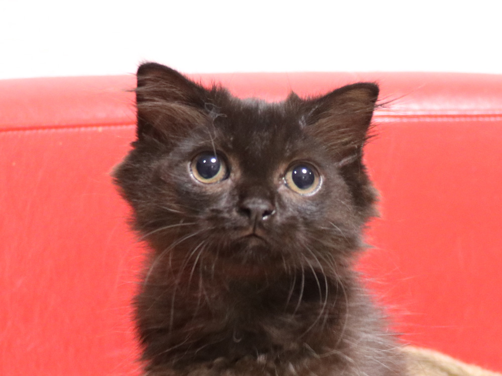 スコティッシュフォールドの子猫画像