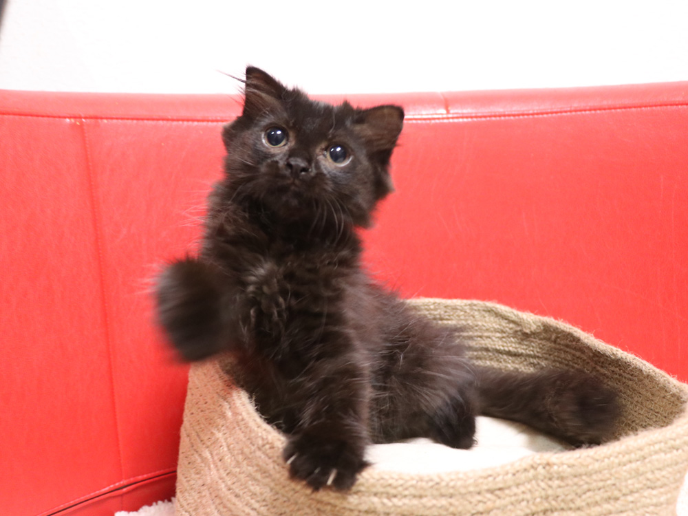 スコティッシュフォールドの子猫画像