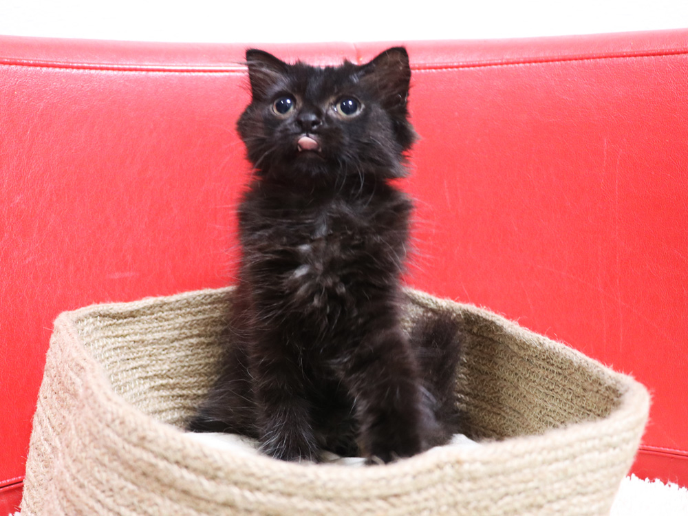 スコティッシュフォールドの子猫画像