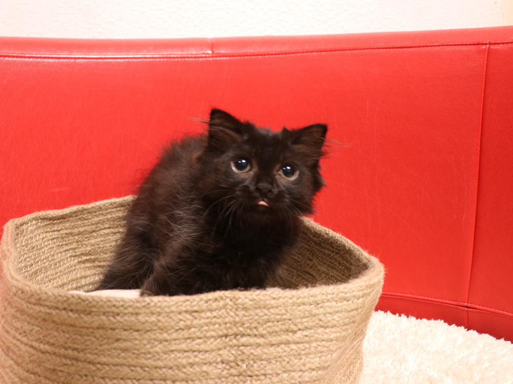 スコティッシュフォールドの子猫画像