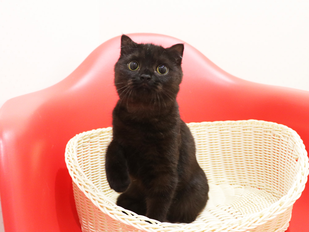 スコティッシュフォールドの子猫画像