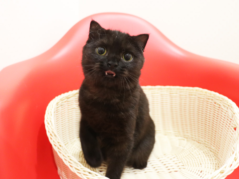 スコティッシュフォールドの子猫画像