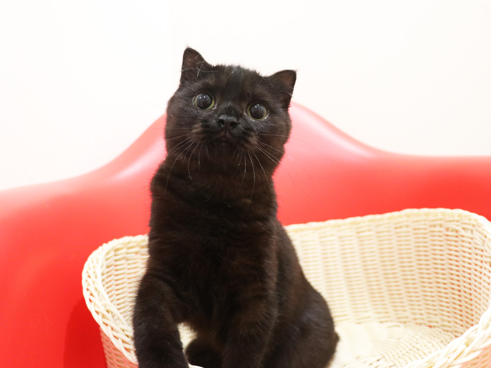 スコティッシュフォールドの子猫画像