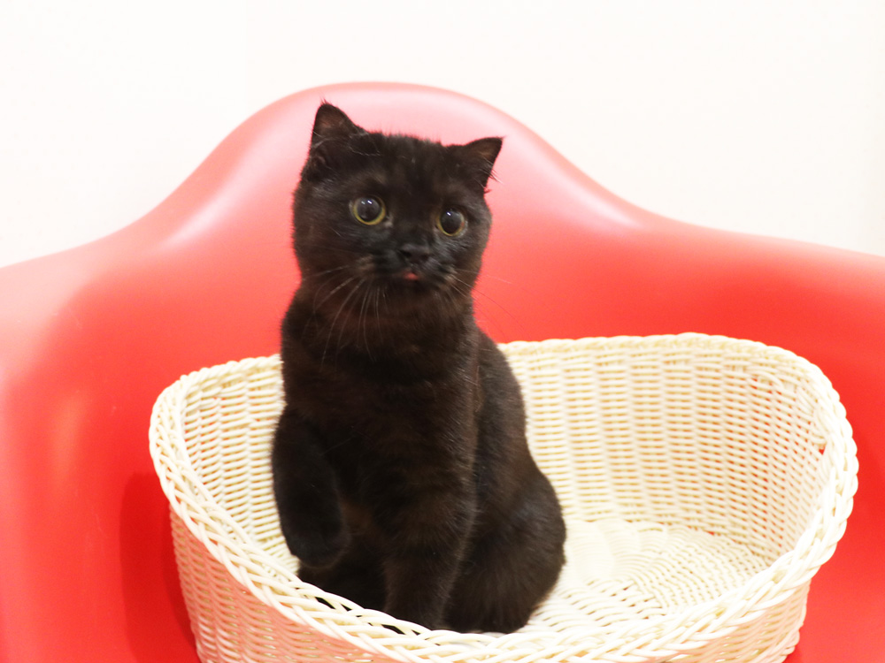 スコティッシュフォールドの子猫画像