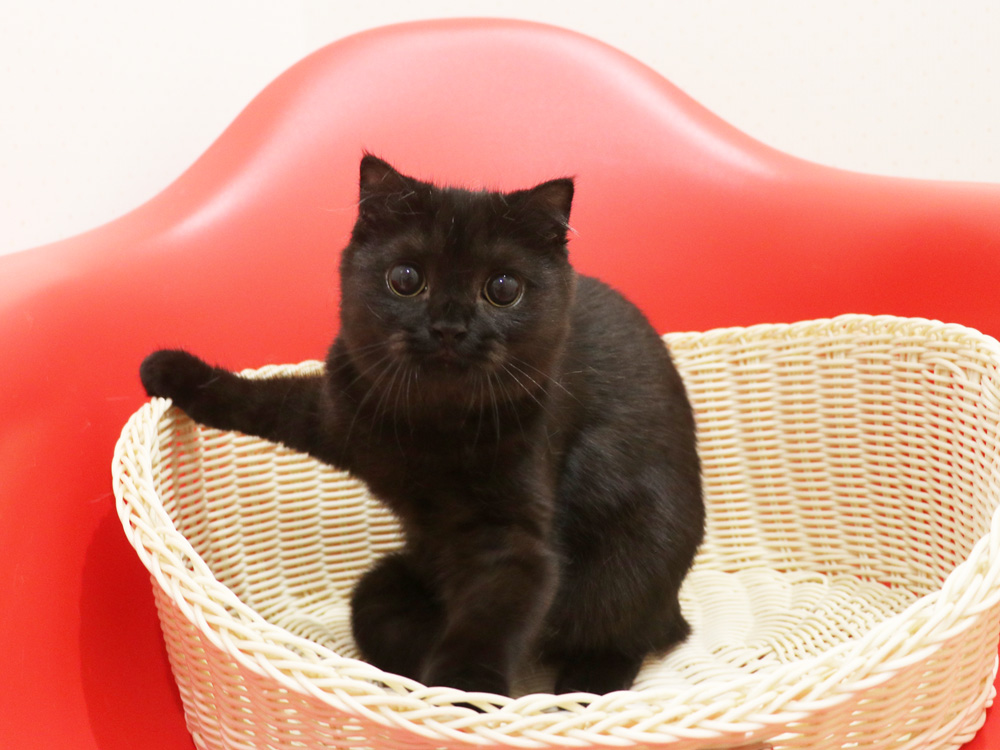 スコティッシュフォールドの子猫画像