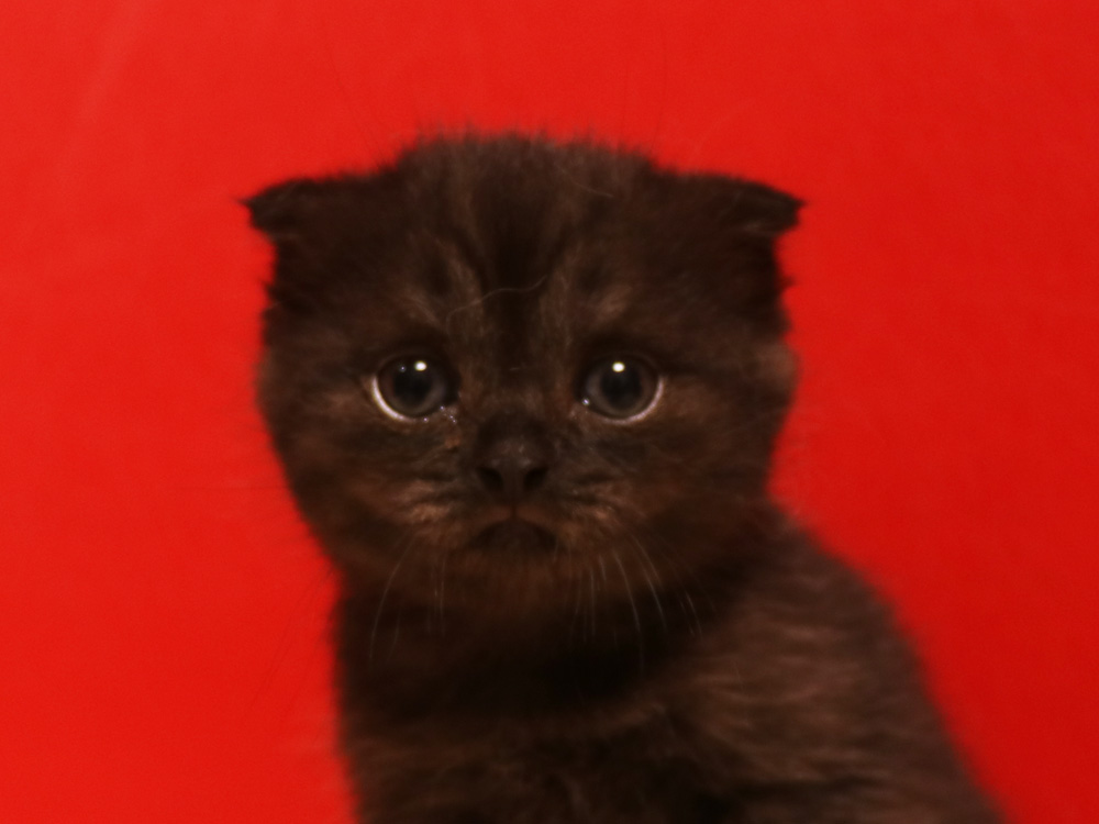 スコティッシュフォールドの子猫画像