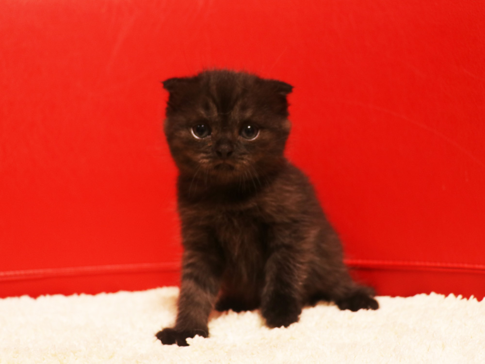 スコティッシュフォールドの子猫画像