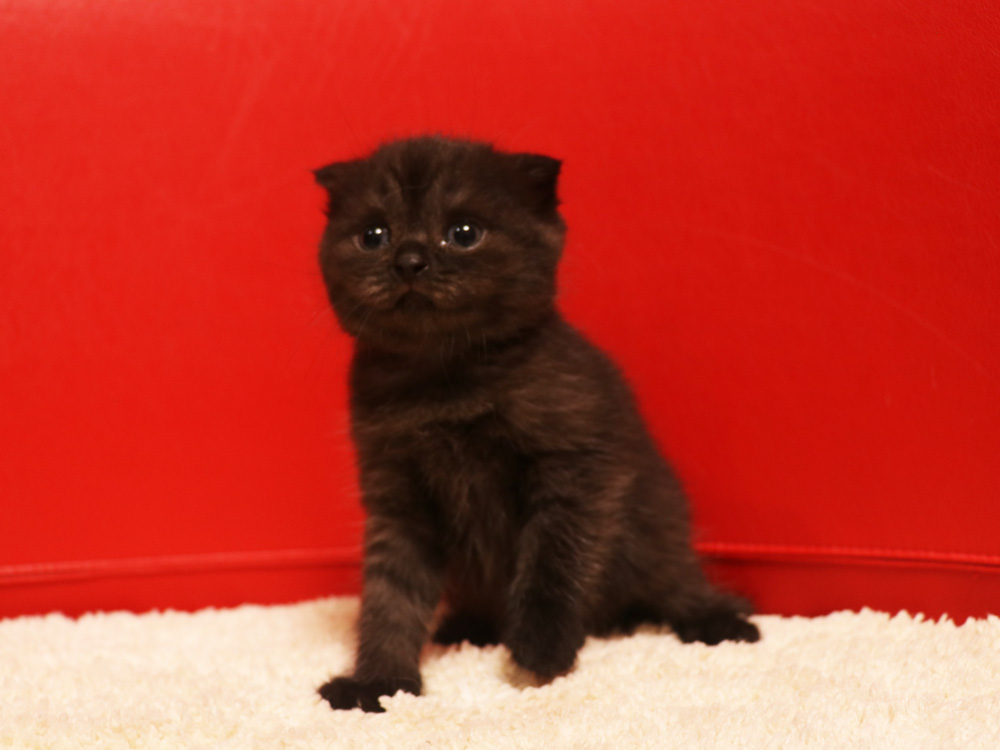 スコティッシュフォールドの子猫画像