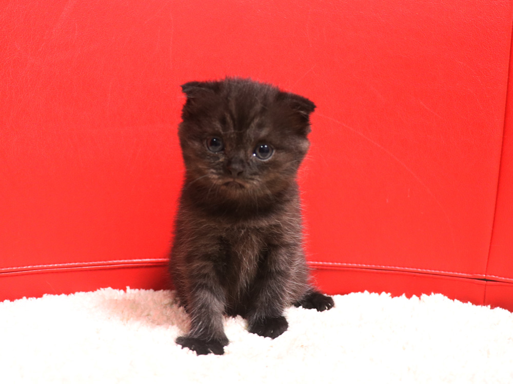 スコティッシュフォールドの子猫画像