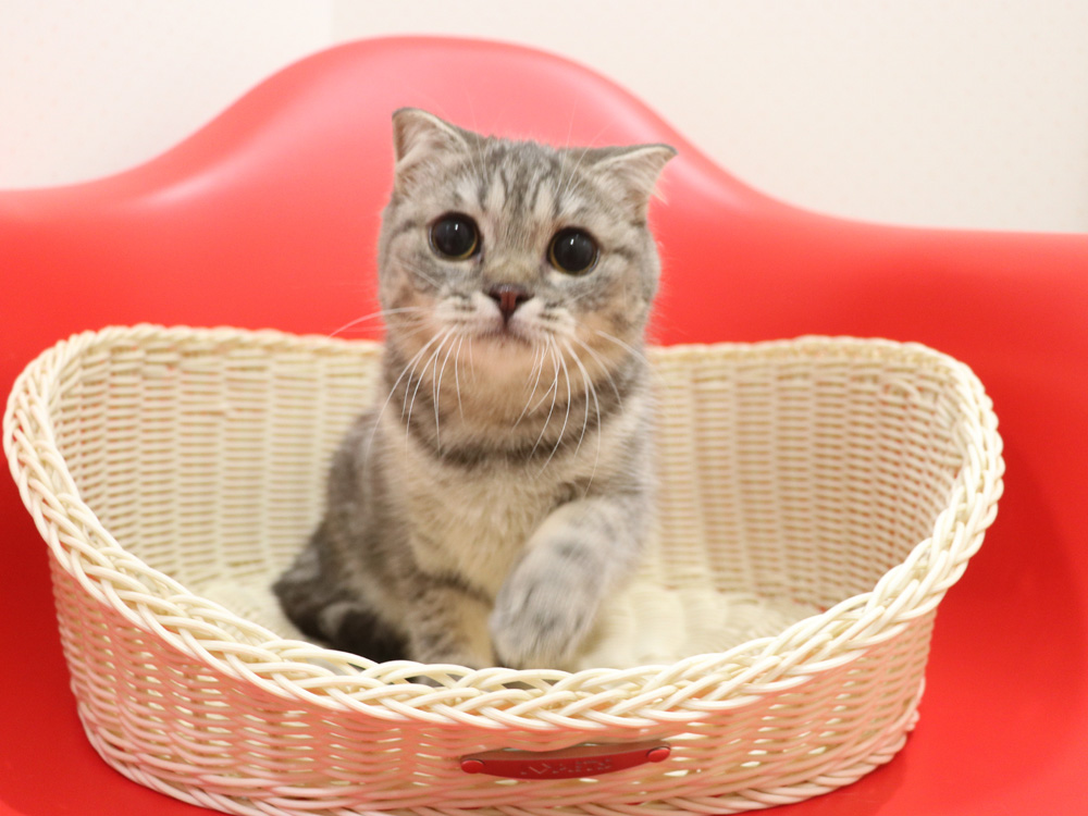 スコティッシュフォールドの子猫画像