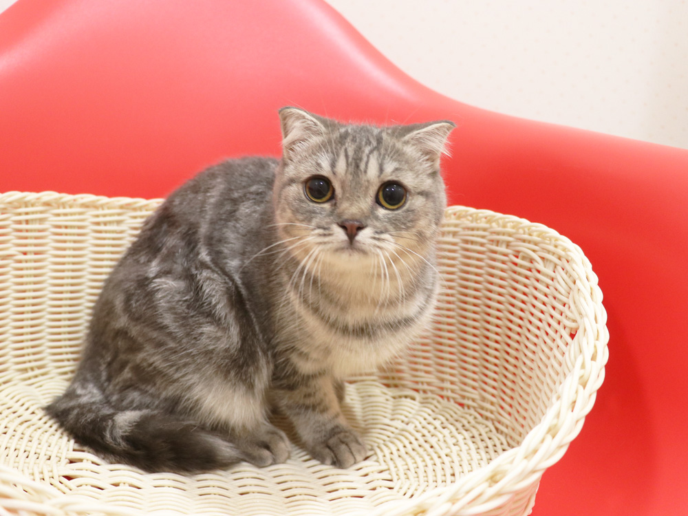 スコティッシュフォールドの子猫画像