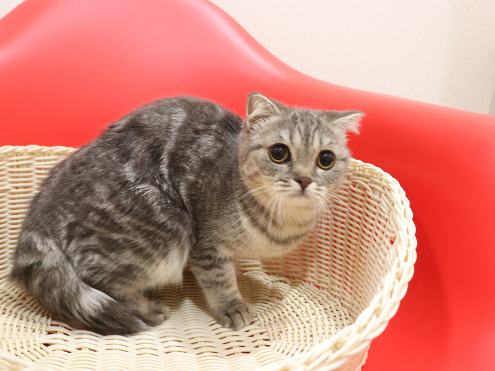 スコティッシュフォールドの子猫画像