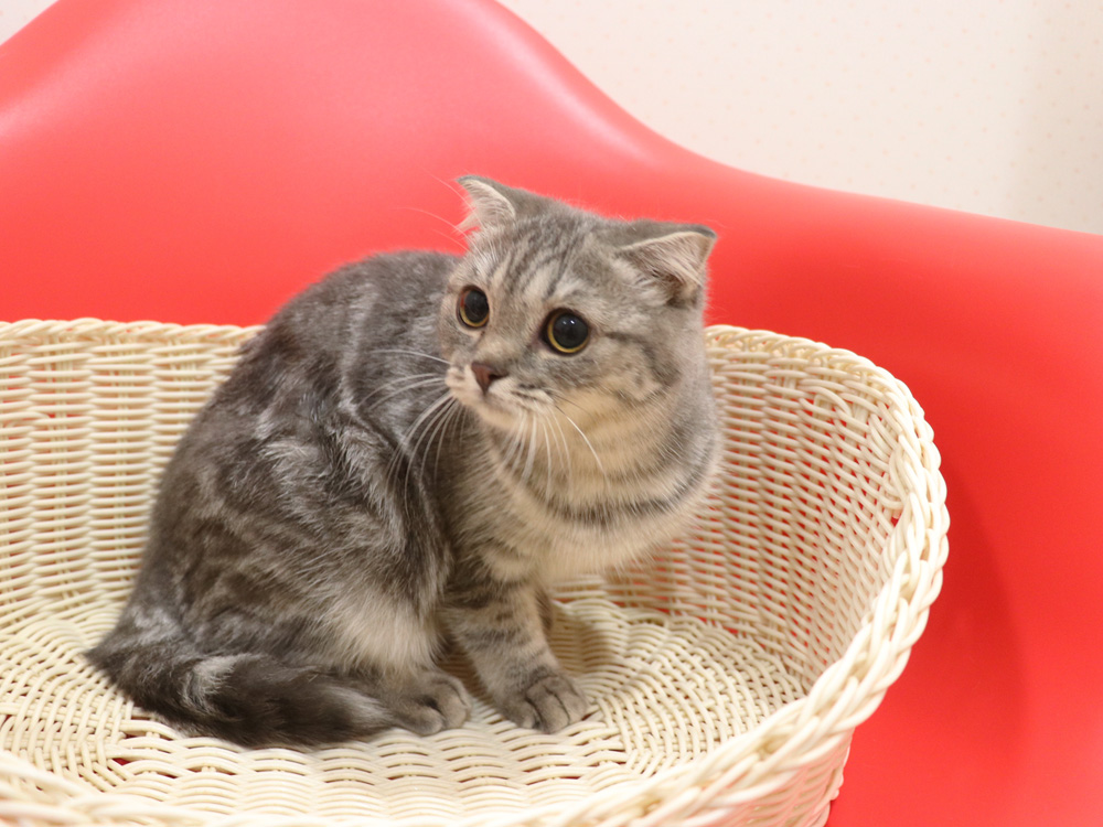 スコティッシュフォールドの子猫画像