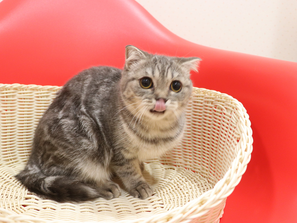 スコティッシュフォールドの子猫画像