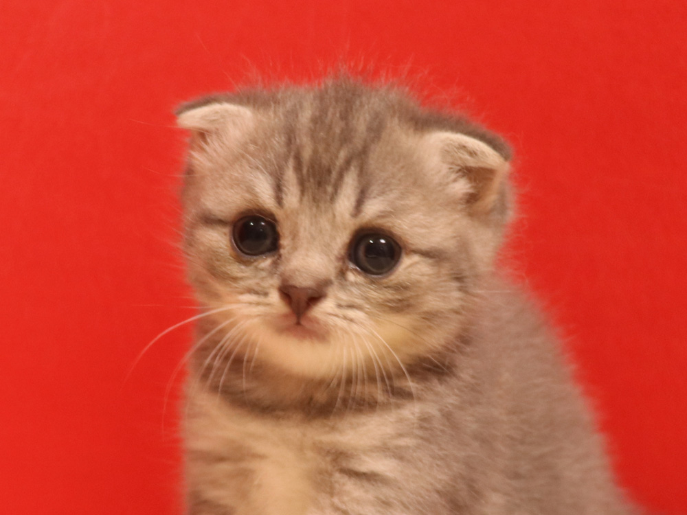 スコティッシュフォールドの子猫画像