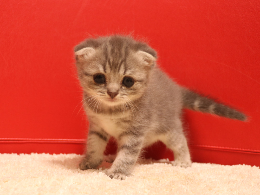 スコティッシュフォールドの子猫画像