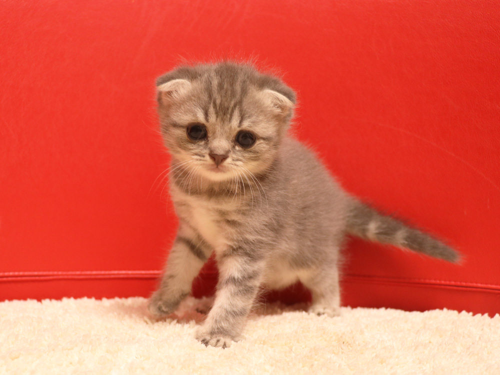 スコティッシュフォールドの子猫画像