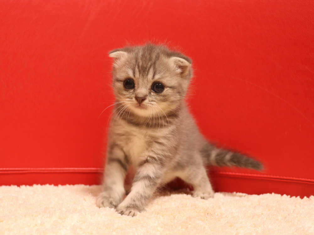スコティッシュフォールドの子猫画像