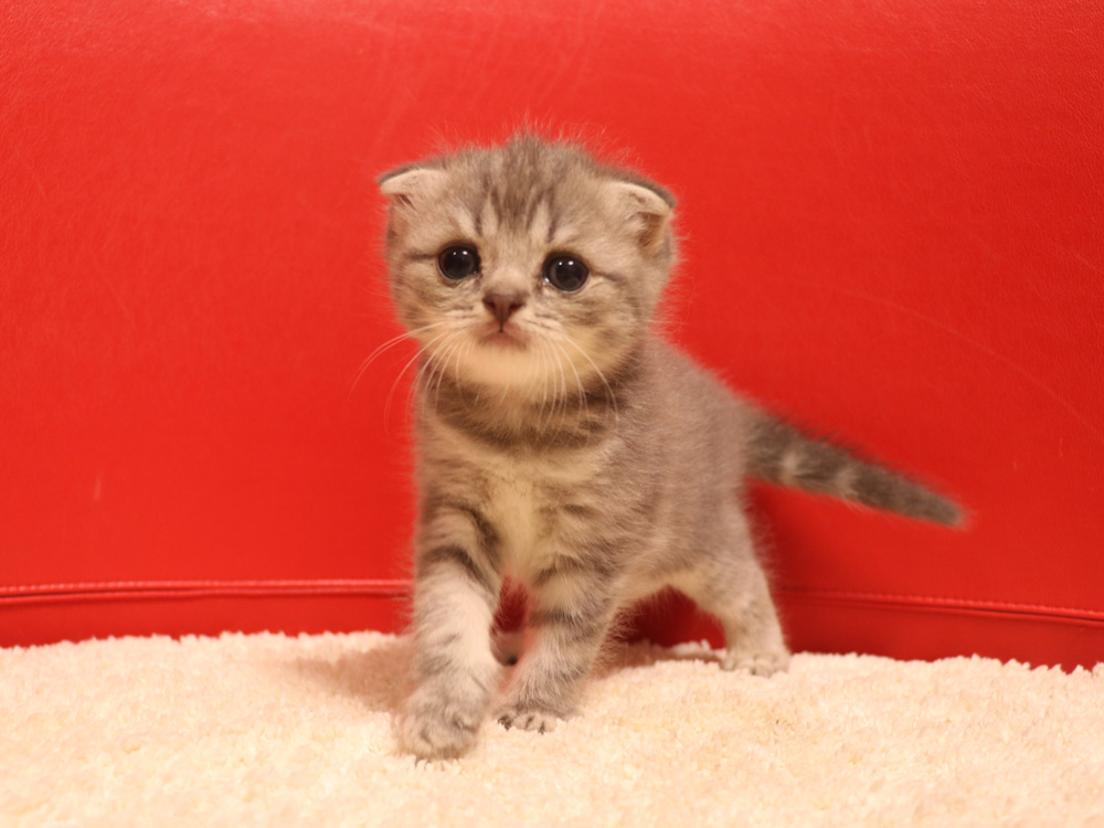 スコティッシュフォールドの子猫画像