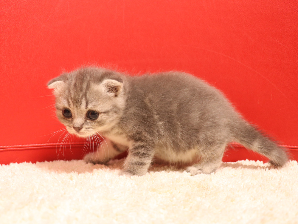 スコティッシュフォールドの子猫画像
