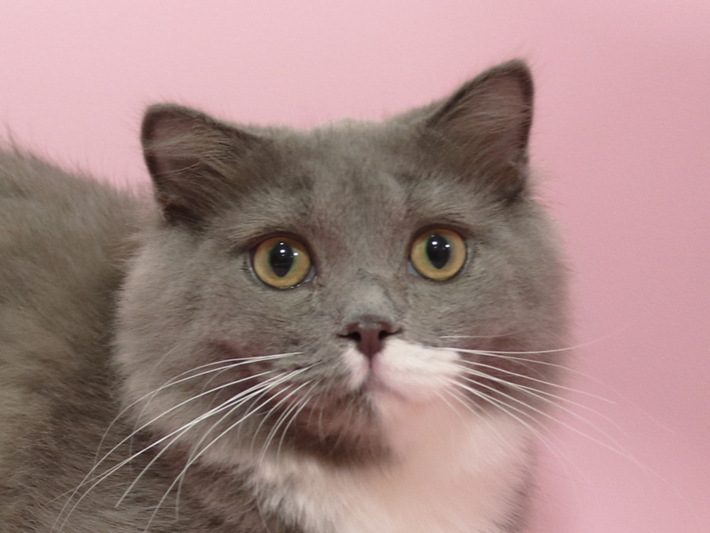 スコティッシュフォールドの子猫画像